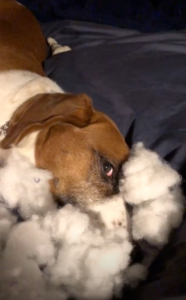 Andy Cohen, Dog, Wacha, Instagram